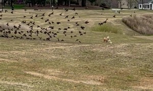 Petey The Pup Chasing The Birds