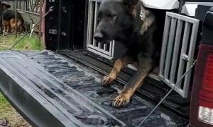 Dog Gets Ready To Ride