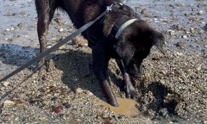 Sassy Billy And The Uncooperative Sand