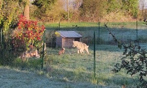 Bunny And Doggie Playtime