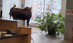 Chasing A Moose Out Of The Hospital