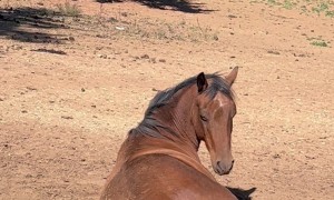 Horse Has a Very Prolonged Fart