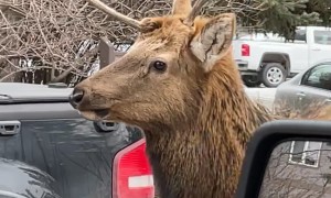 Elk Walks Down Road With Unicorn-Style Antler