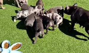 French Bulldog Puppy Feeding Time