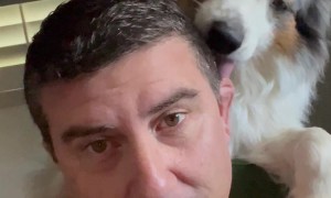 Bleu the Dog Grooms Owner