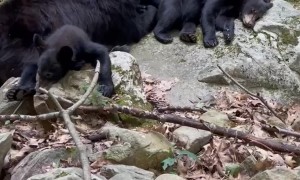 Mama Bear Napping With Her Cubs