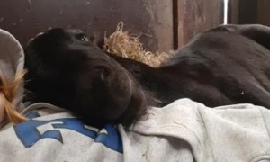 Pony Loves to Cuddle