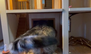 Cat Tries to Squish into Small Room in Doll House