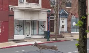 Deer Breaks Through Tattoo Shop's Window