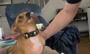 Burping Our Dog to Practice for the Baby