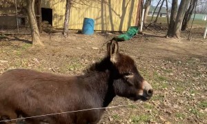 Henry the Donkey Likes to Race