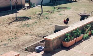 Rooster Excited To See Owner