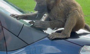 Baboon Breaks Off Piece of Car at Safari Park