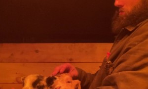 Sleepy Baby Livestock Rest Their Heads on Farmers Arm