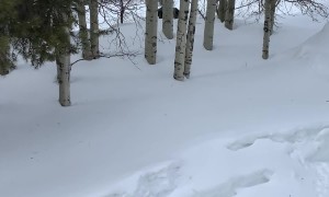 Moose Charges at a Man and His Dog