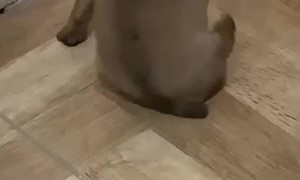 Puppy Doesn't Wanna Use Back Legs