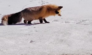 Fox Pounces on Critter Buried in Snow