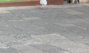 Seagull Steals Sleeping Man's Sandwich