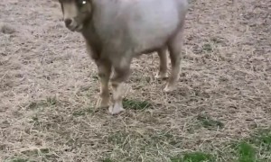 Space Goat Coast to Coast