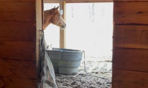 Humorous Horse has a Unique Way to Keep Himself Entertained