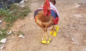 Rooster Sports an Outfit