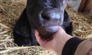 Rescuing a Calf Trapped by a Snowstorm