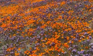 Eastern Sierra Wildflower Super Bloom