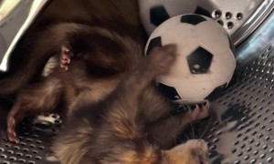 Goose The Ferret Loves His Soccer Ball