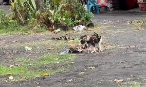 Bird Won't Leave Cat Alone