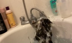 Dorris The Cat Can't Swim