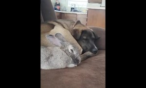 Dog and Rabbit Form an Adorable Cuddle Duo