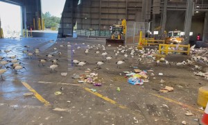 Birds Flock to Garbage Dump