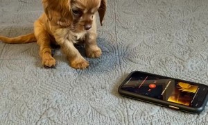 Skelly The Puzzled Pup