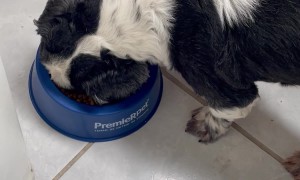 Picky Pup Persuaded by Pretend Preparation