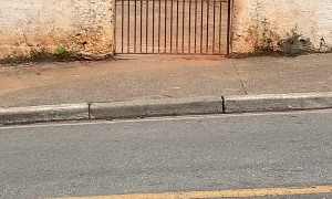 Little Canine Climber Conquers Gate with Ease