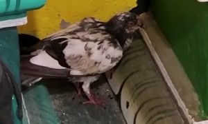 Kind People Help A Struggling Pigeon