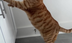 Cat Does Not Appreciate Owner's Sass