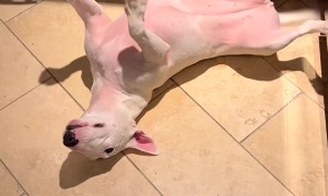 Puppy Chases Her Tail