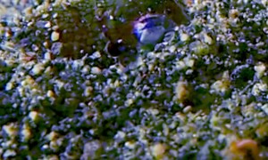 Tiny Cuttlefish Hides In The Sand