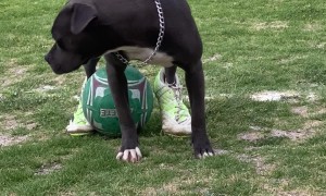 Dog Is A True Pro In Cleats