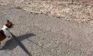 Sometimes My Dog Forgets That He's Old