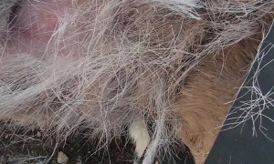 Kindhearted Couple Frees Baby Deer With Clever Car Jack Solution.