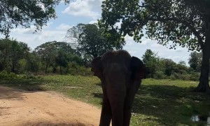 Elephant Shows Safari Tour Who's Boss