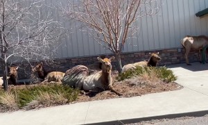 Elk Wait In Line To Buy Tickets