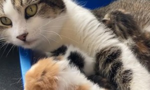 A Cat And Her Potatoes