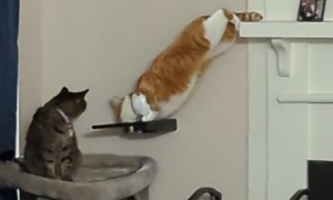 Orange Cat's Brain Cell Works Overtime