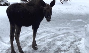 Knock Knock Moose
