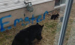 Momma Bear and Tiny Cubs Try to Navigate Neighborhood