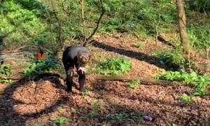 Failing and Falling Off The Rope Swing