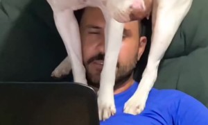 Dog Wants to Sit on Dad's Head Working From Home